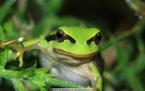 國產91小青蛙,探尋童年記憶中的歡樂精靈 第2張 國產91小青蛙,探尋童年記憶中的歡樂精靈 第2張